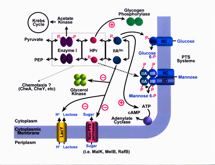 pts pathway