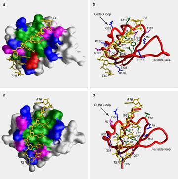 fbp-dna complex