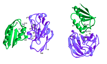 overall structure of IIAGlc-HPr complex
