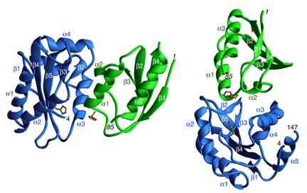 IIAMtl-HPr complex