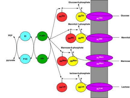 summary of pts pathway