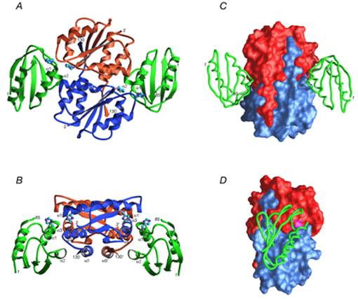 IIAMan-HPr complex