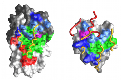 IIAMan-HPr complex