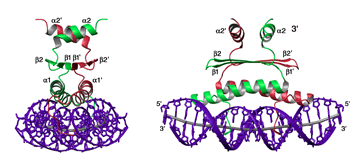 mef2a-dna complex: 
  WIDTH=