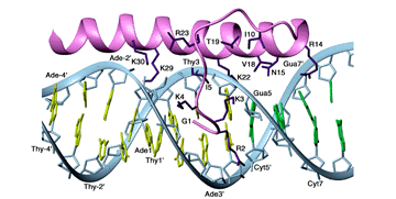 details of protein-dna contacts