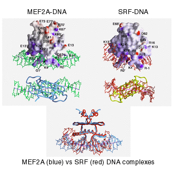 comparison of mef2a-dna and srf-dna complexes