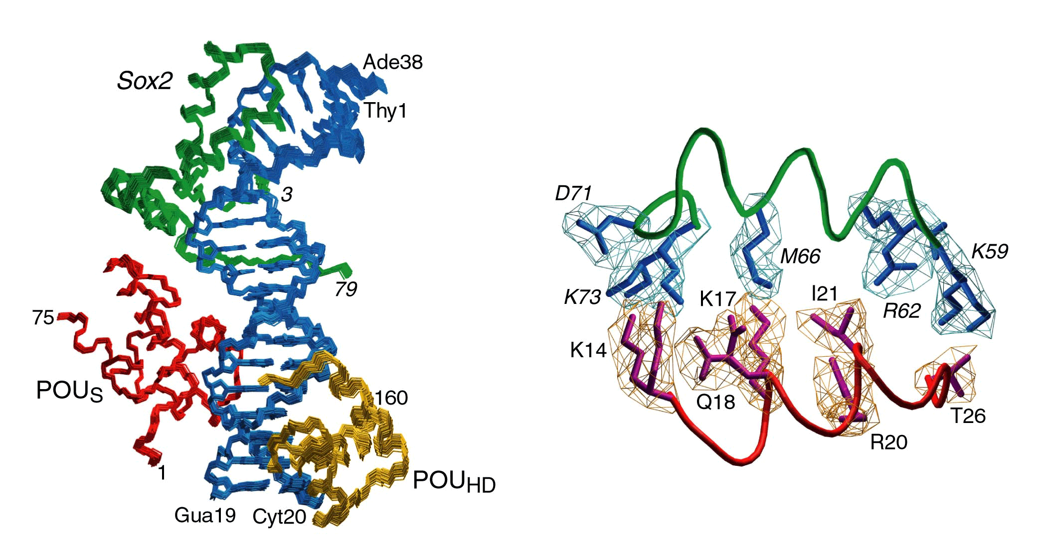 structure of oct1/sry/dna complex