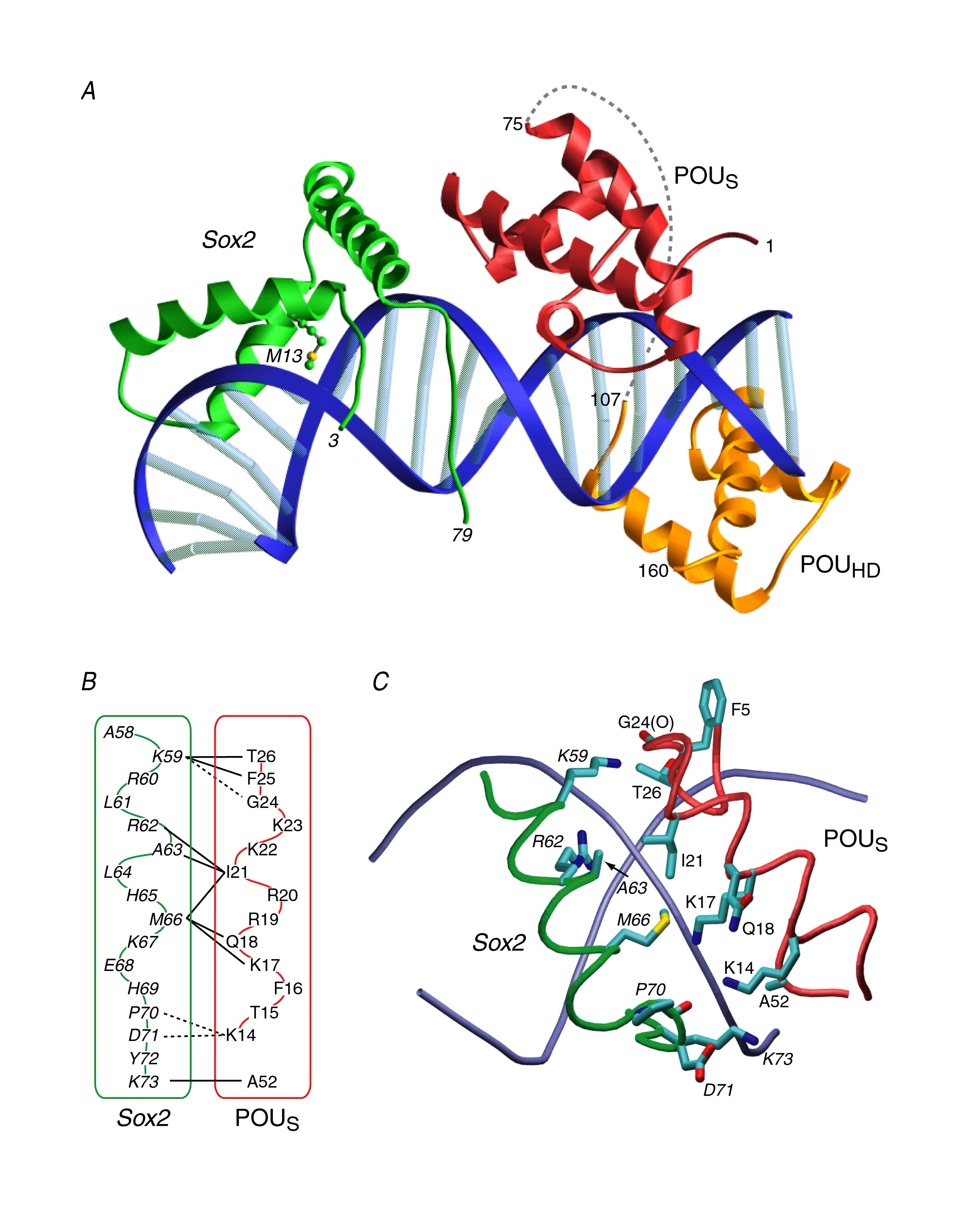 ribbon diagram of ternary complex