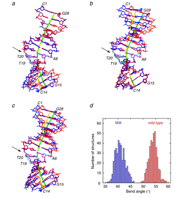 comparison of wild type and m9i mutant dna