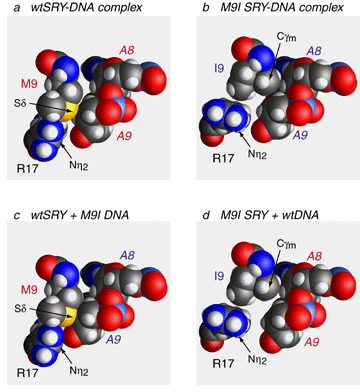 detailed protein-dna contacts
