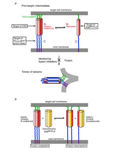 design of gp41 inhibitors