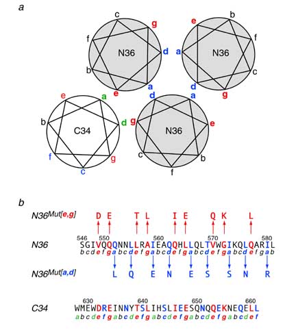design of gp41 inhibitors