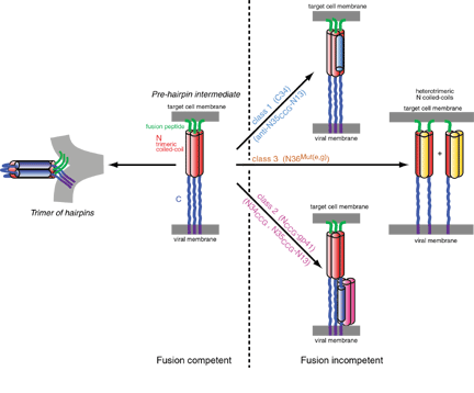 design of gp41 inhibitors