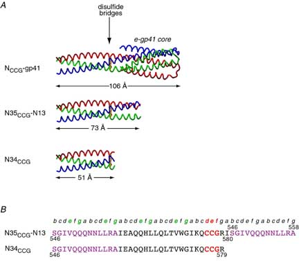 design of gp41 inhibitors