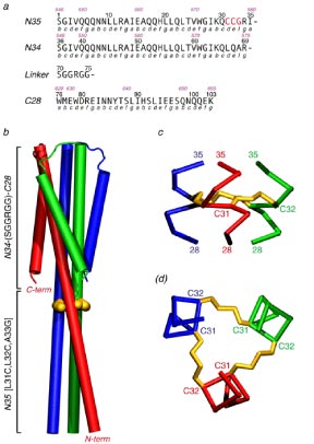 gp41 inhibitor design